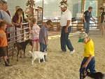 I had no idea that they made goats that little??