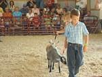 Goats will eat you if you stand still long enough.