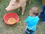 Oink Oink!