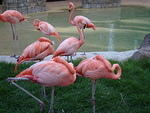 Dora says . o O ( I will help you get home, baby flamingo! )
